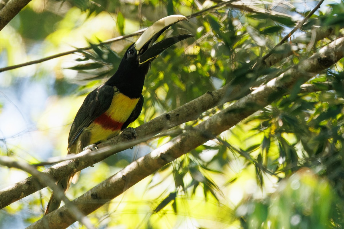Black-necked Aracari - ML645776092