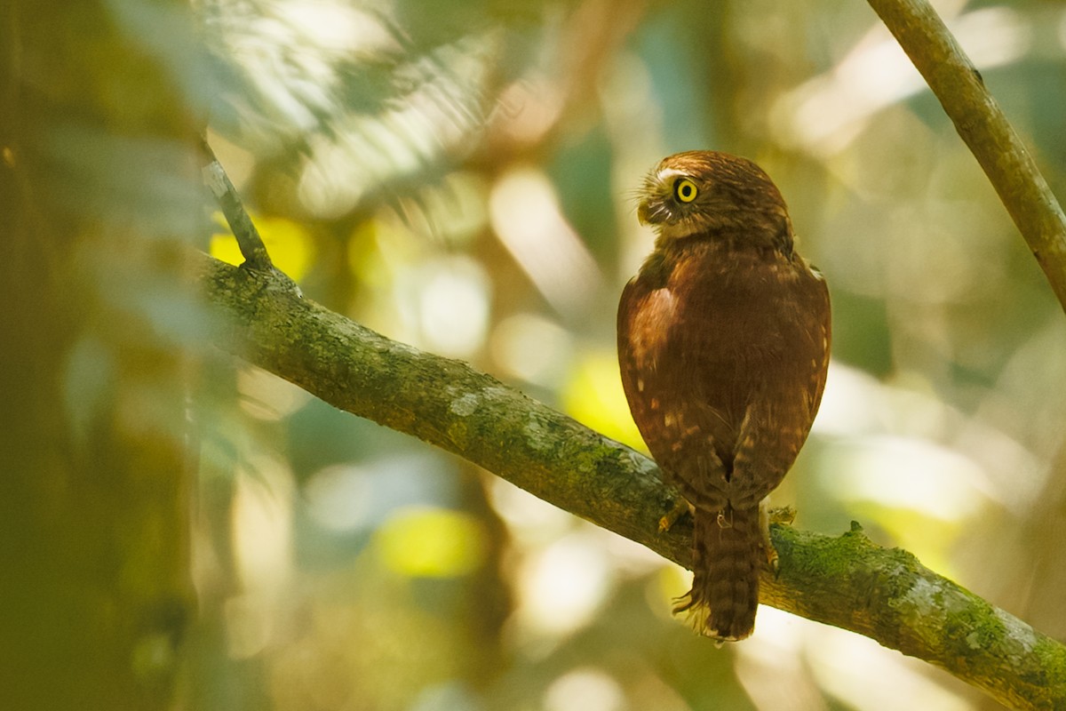 Ferruginous Pygmy-Owl - ML645776099