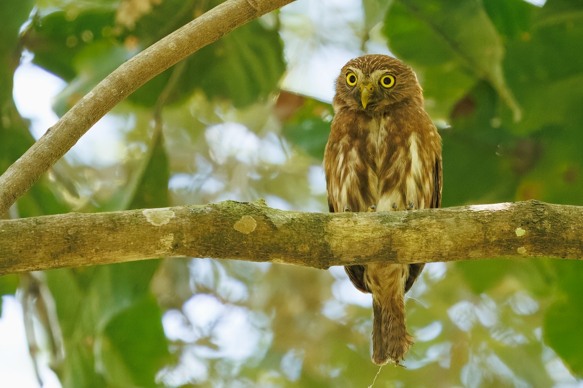 Ferruginous Pygmy-Owl - ML645776100