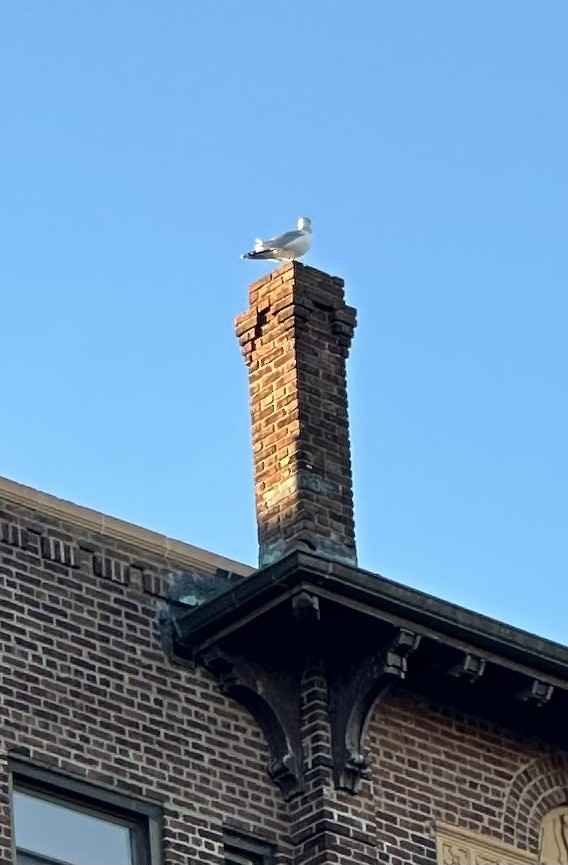 American Herring Gull - ML645776103