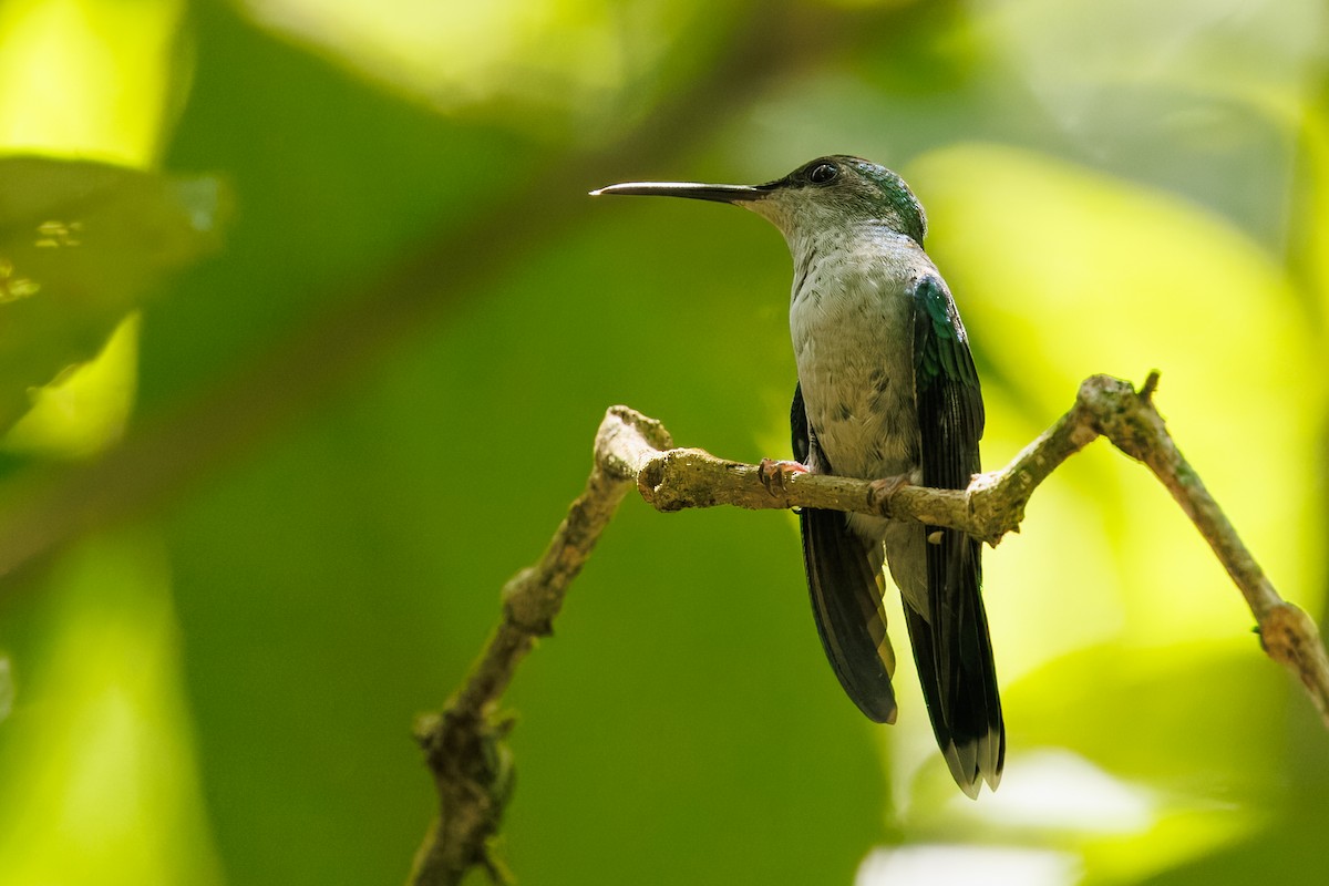 Violet-capped Woodnymph - ML645776104