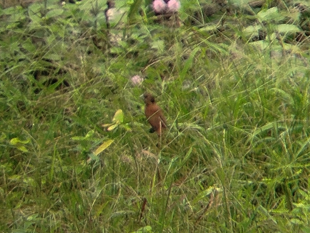 Capucin à tête noire - ML645776109