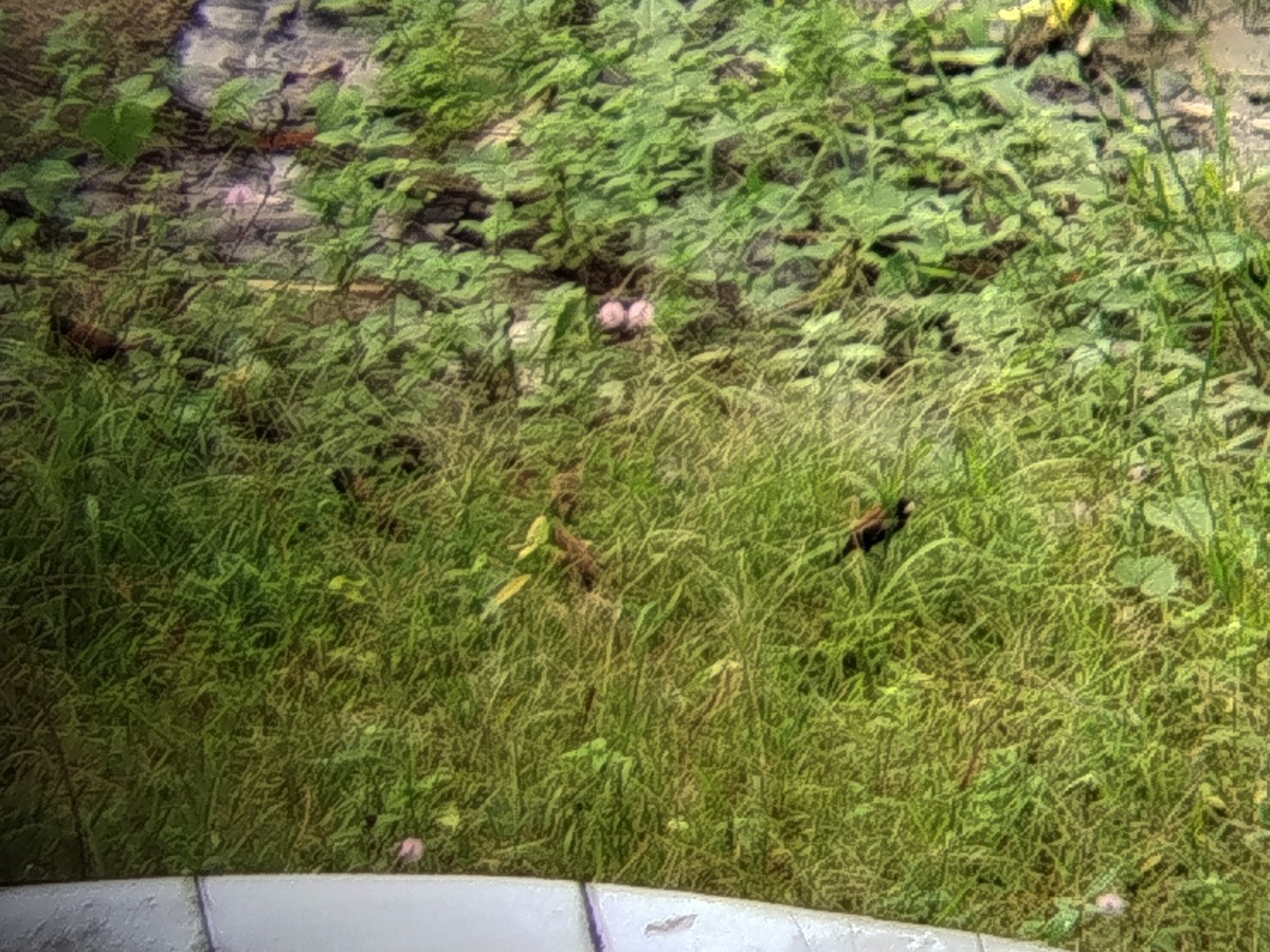 Capucin à tête noire - ML645776110