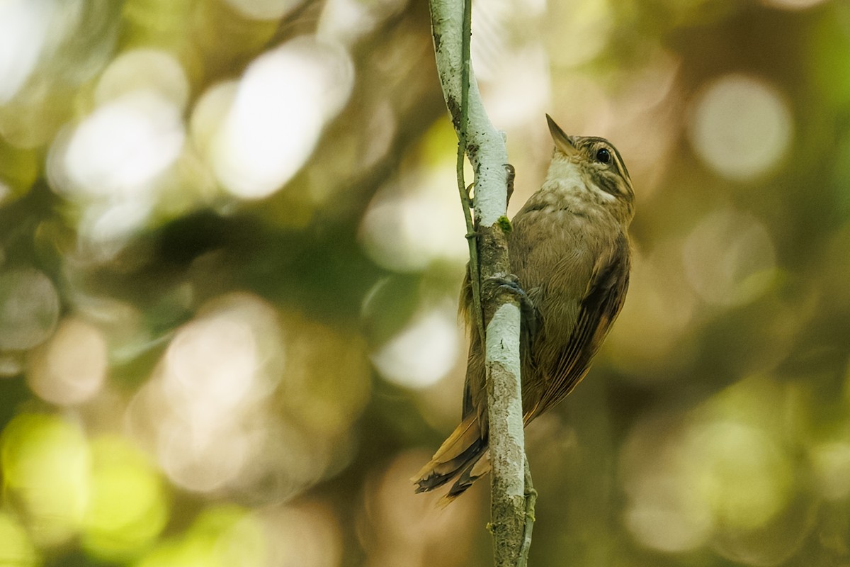 Atlantic Plain-Xenops - ML645776118