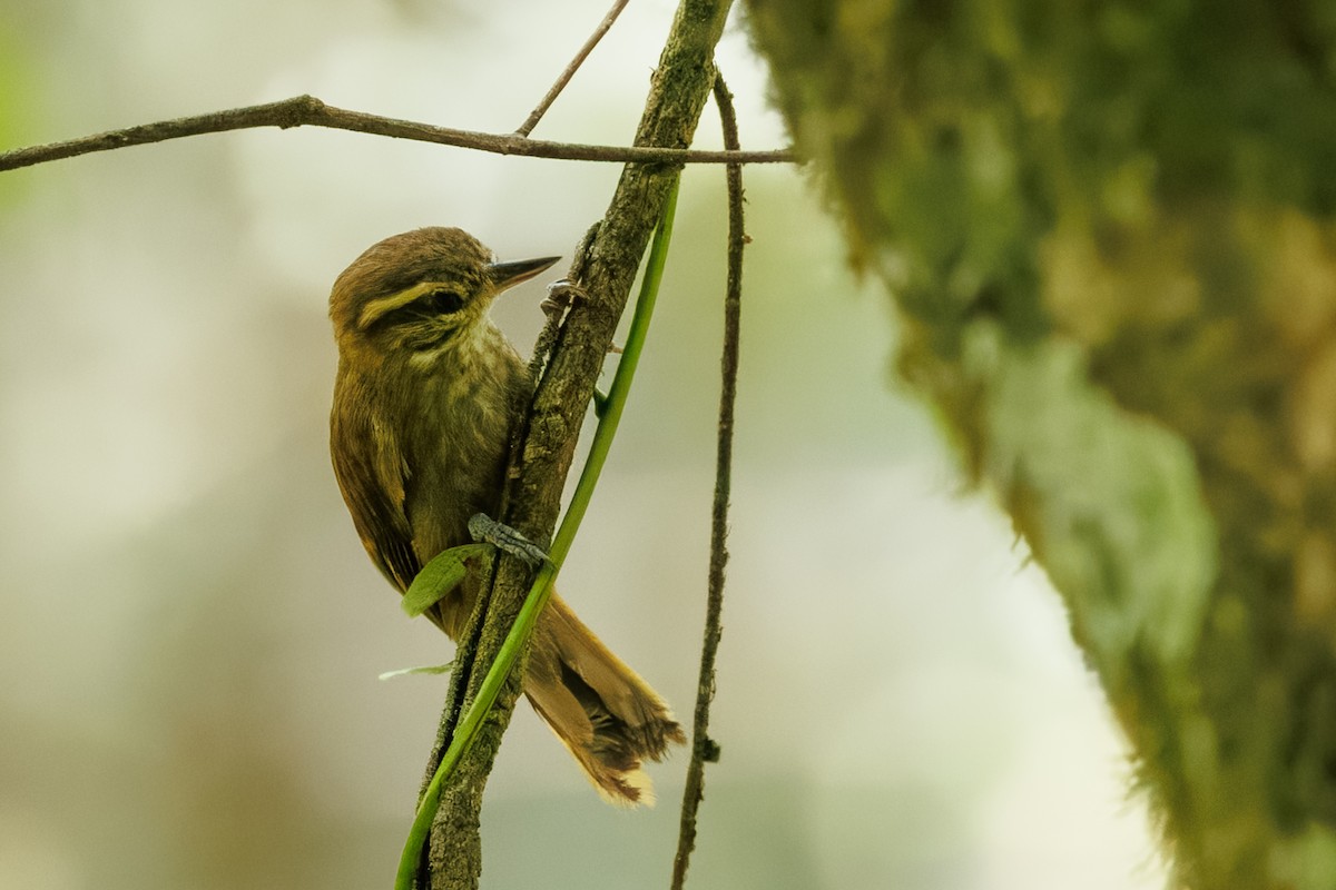 Atlantic Plain-Xenops - ML645776119