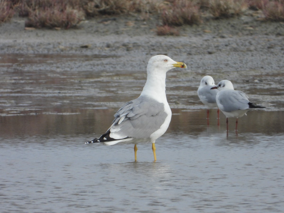 Yellow-legged Gull - ML645776121