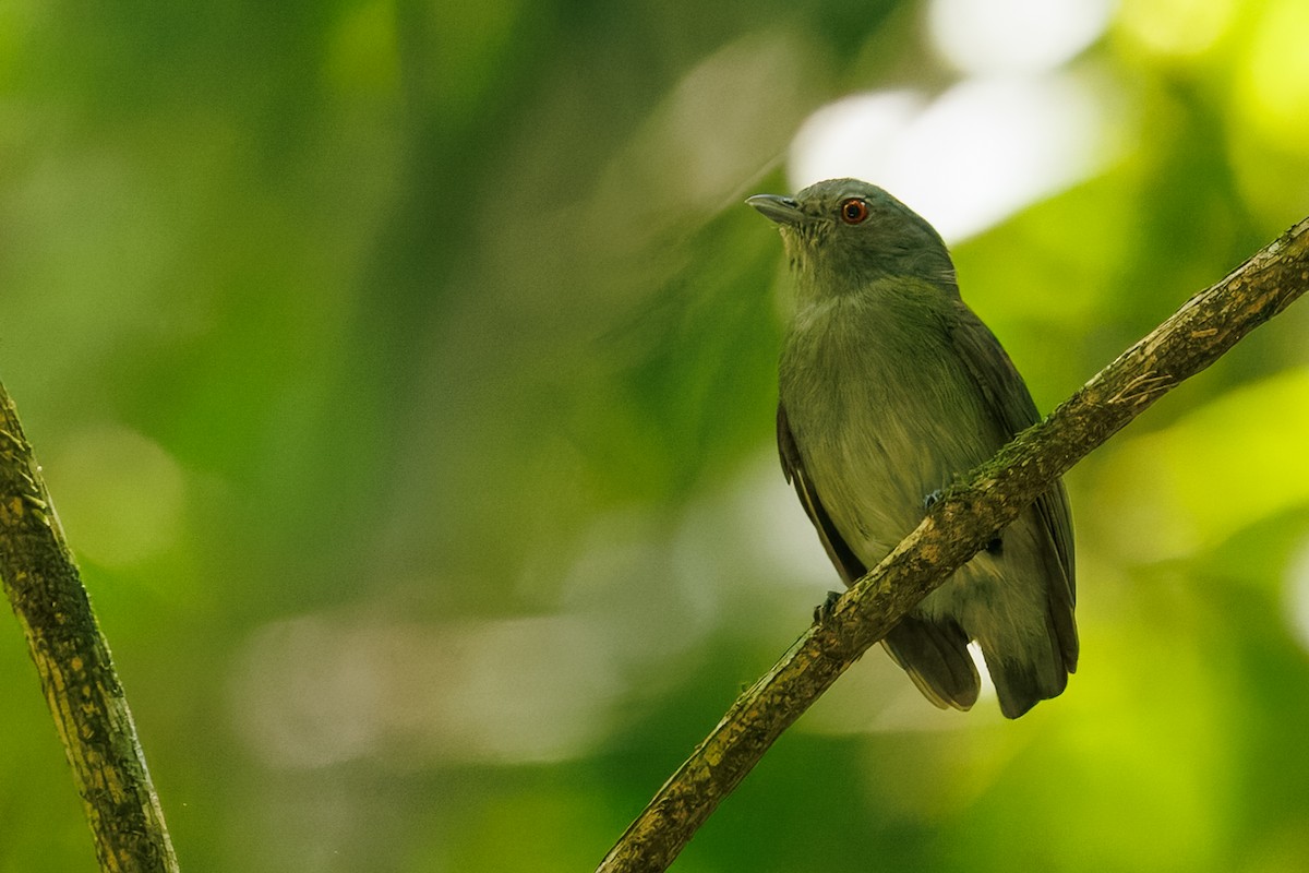 White-crowned Manakin - ML645776122