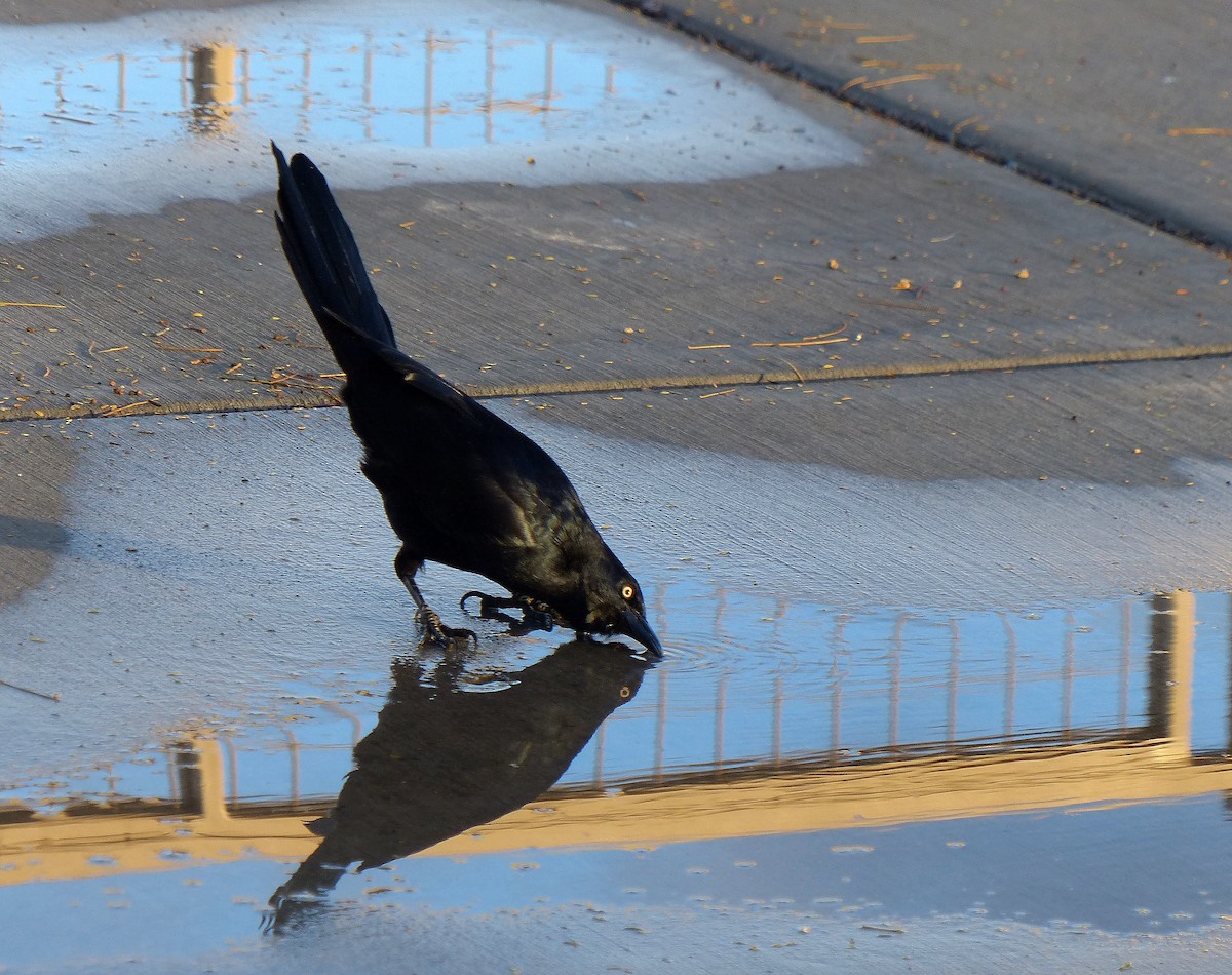 Great-tailed Grackle - ML645776126