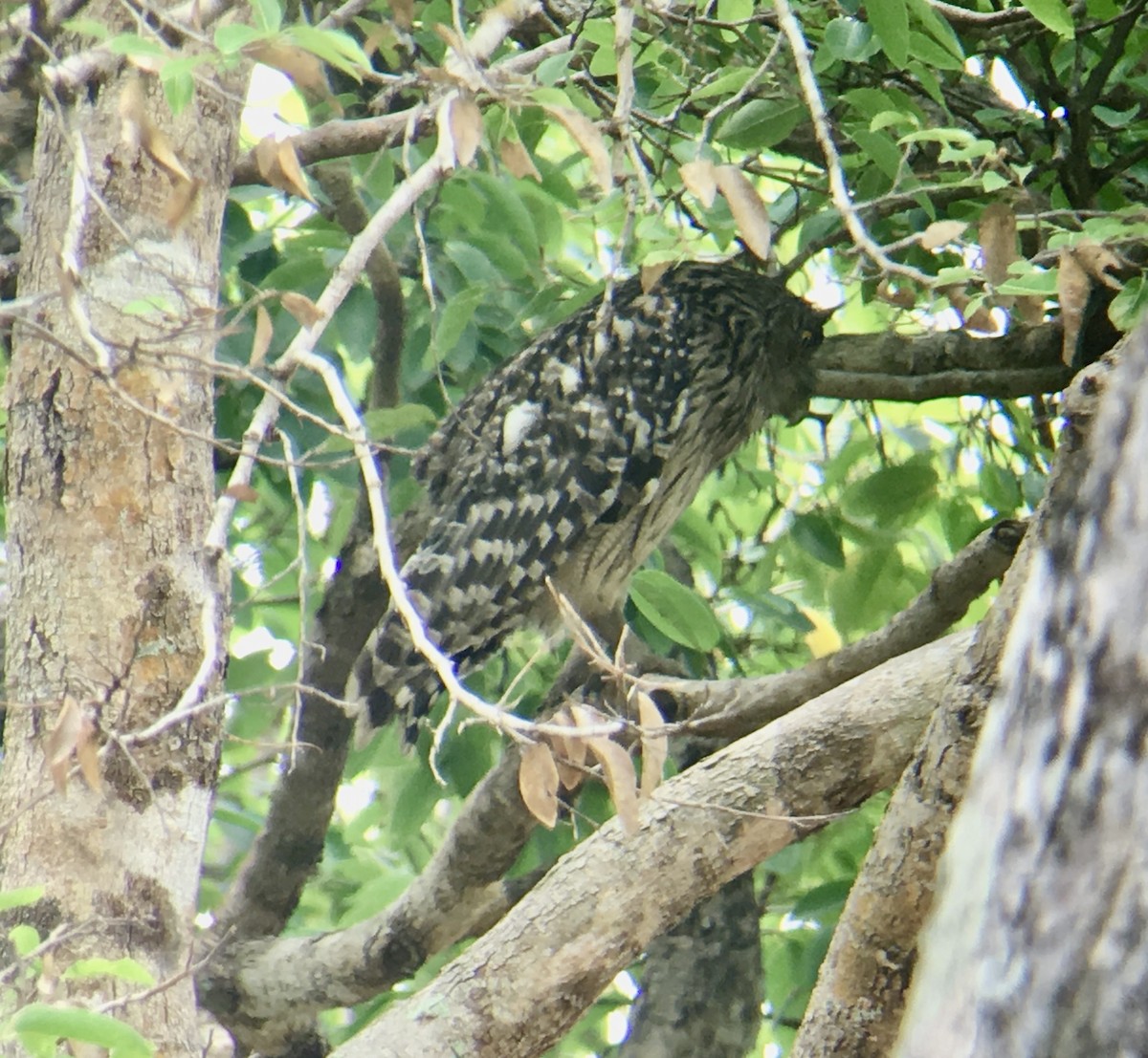 Grand-duc brun - ML645776128