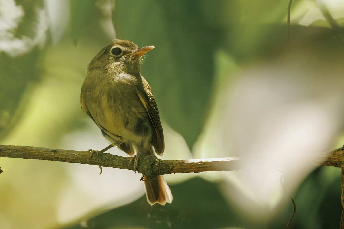 Eye-ringed Tody-Tyrant - ML645776129