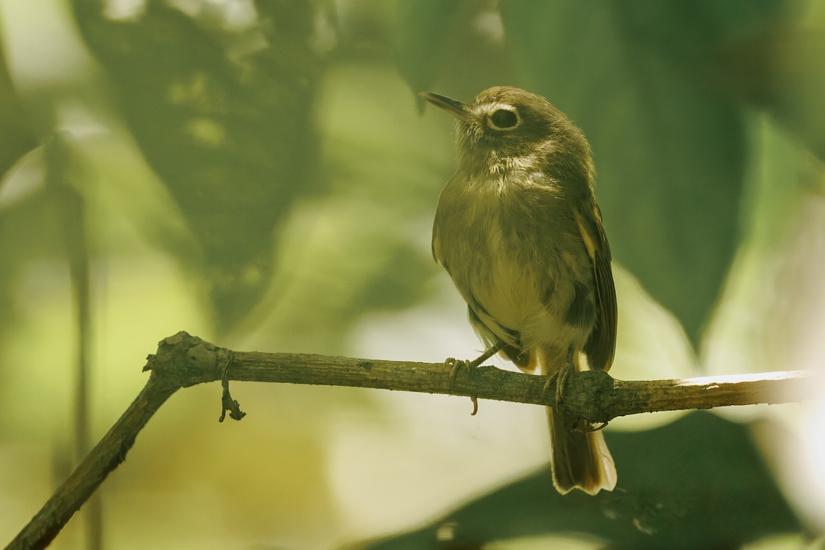 Eye-ringed Tody-Tyrant - ML645776130
