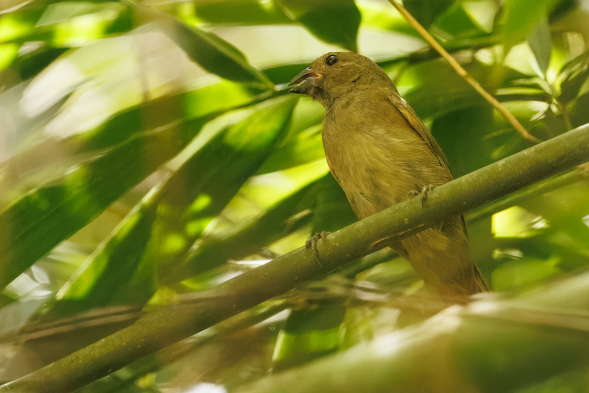 Sooty Grassquit - ML645776131