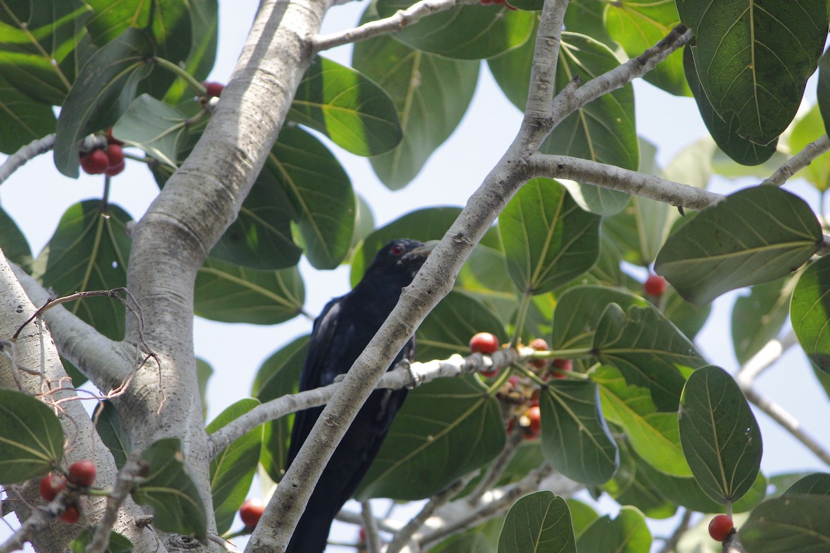 Коэль - ML645776132