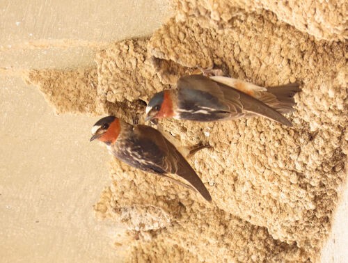 Cliff Swallow - ML645776135