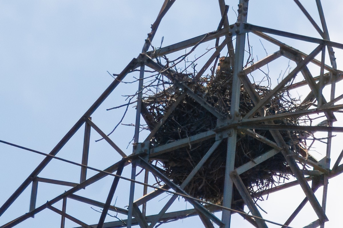 Chaco Eagle - ML645776136