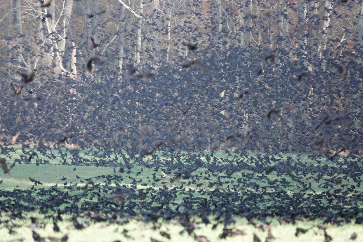 オオクロムクドリモドキ - ML645776141