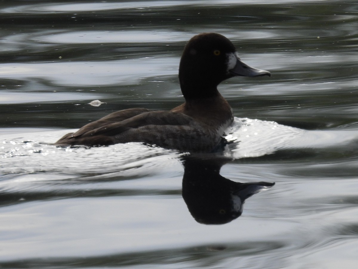 Lesser Scaup - ML645776150