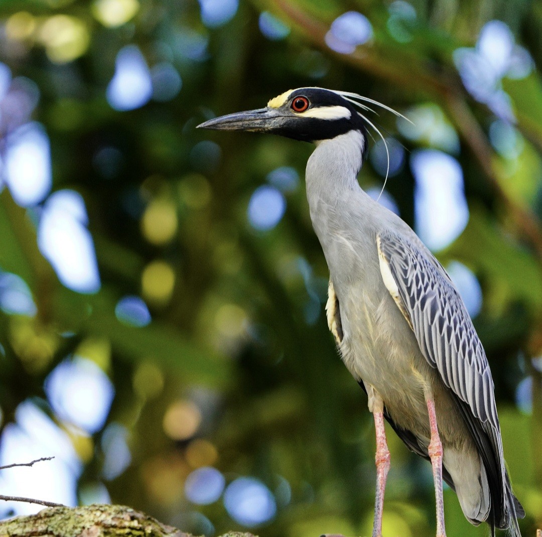 Yellow-crowned Night Heron - ML645776151