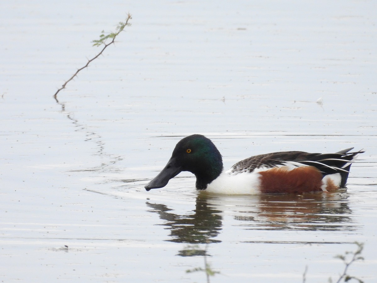 Northern Shoveler - ML645776172
