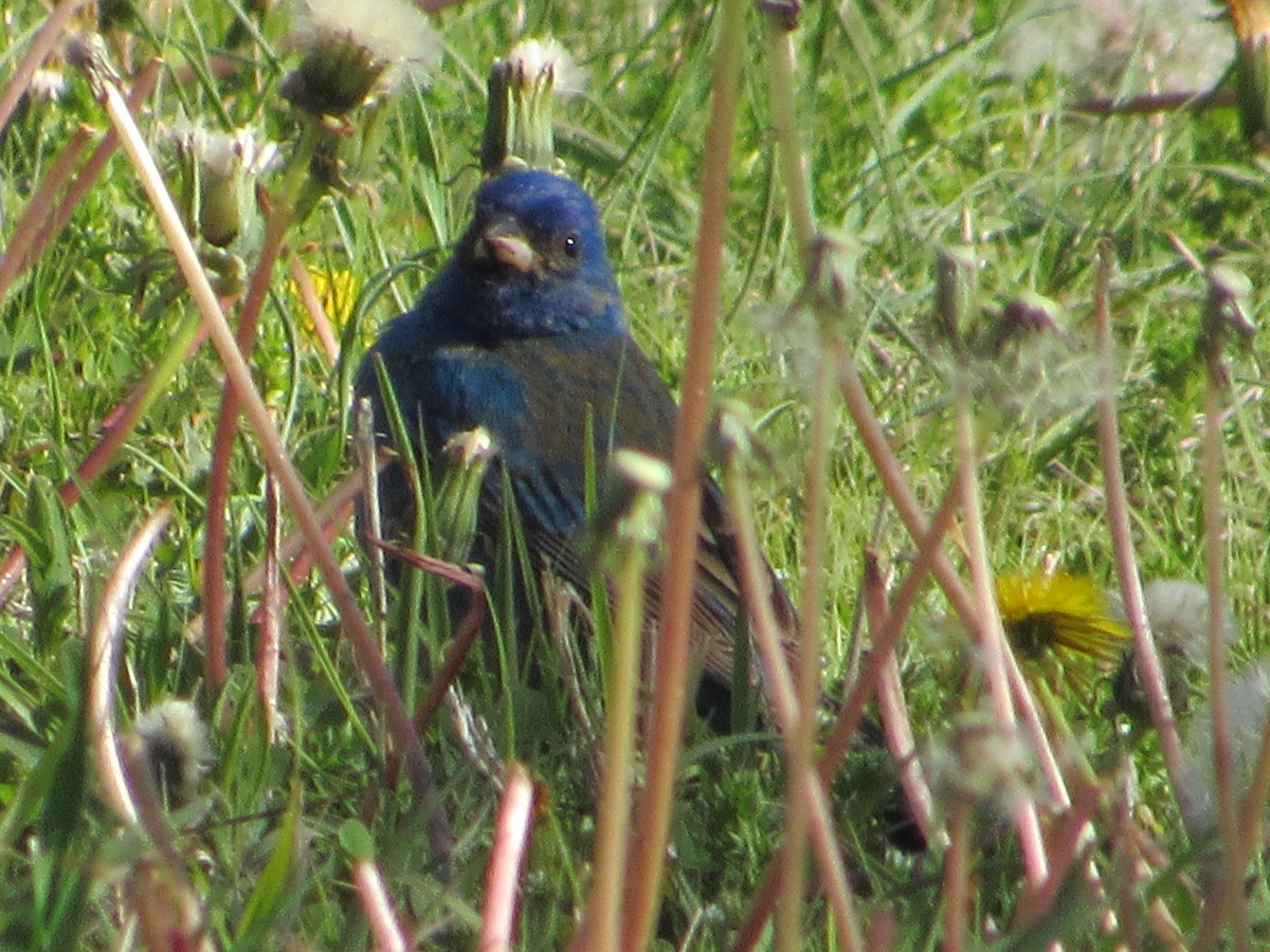 Indigo Bunting - ML645776175