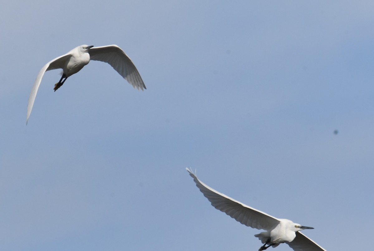 Малая белая цапля - ML645776179