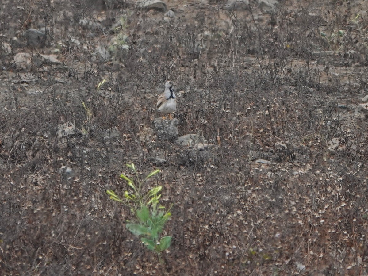 Малый зобатый бегунок - ML645776183