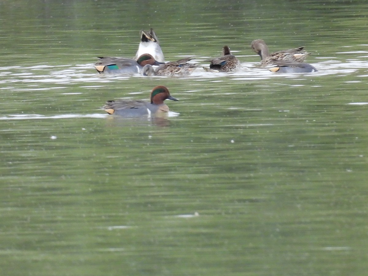 Чирок-свистунок - ML645776184