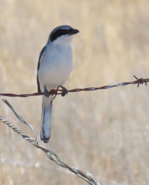 Американский сорокопут - ML645776186