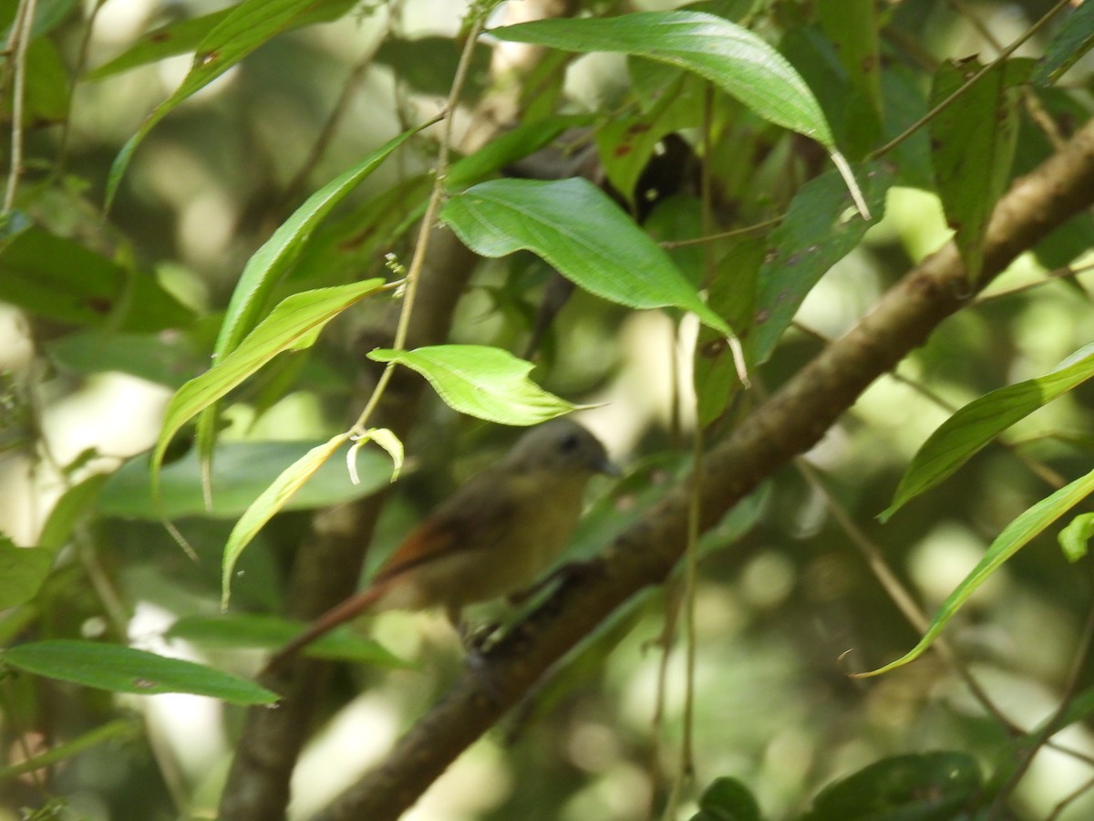 Серошапочная альциппа - ML645776187
