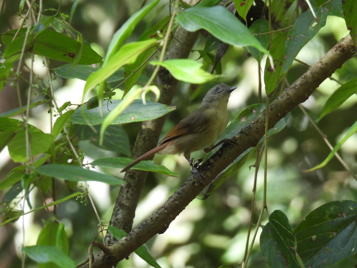 Серошапочная альциппа - ML645776188