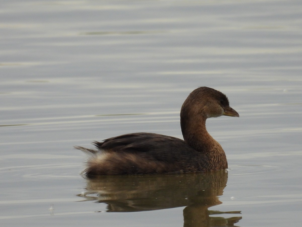 Пестроклювая поганка - ML645776189