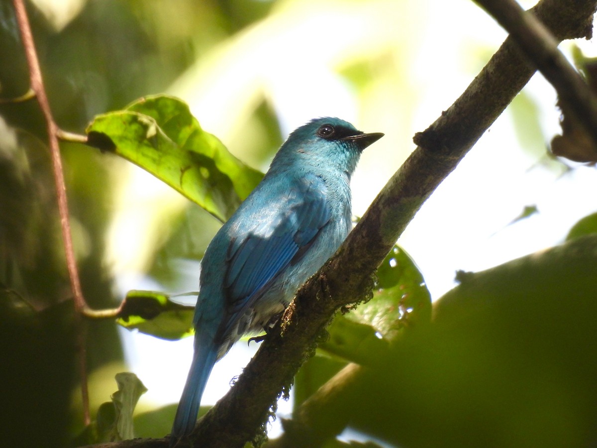 Небесная мухоловка - ML645776193