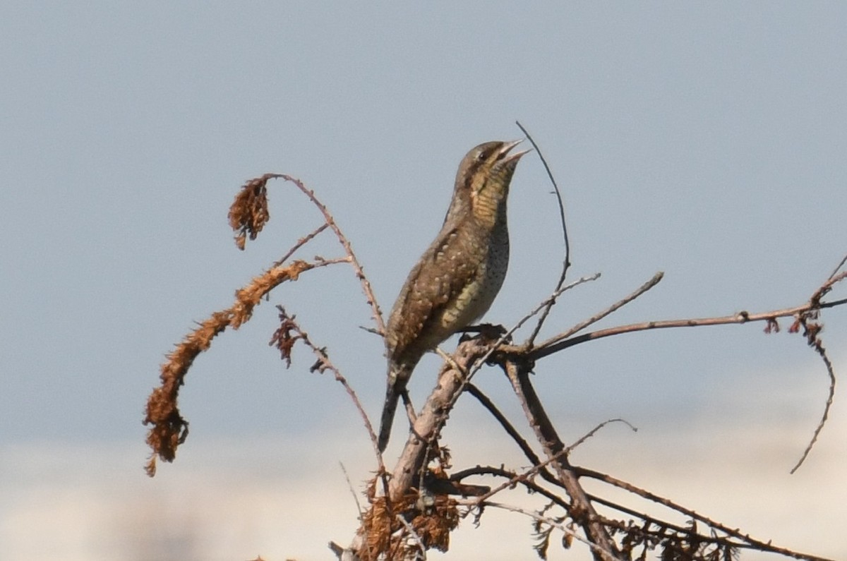 Вертишейка - ML645776194