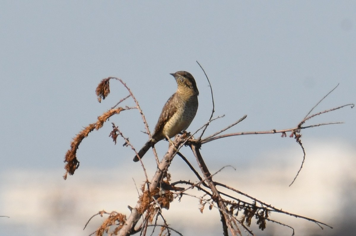 Вертишейка - ML645776195