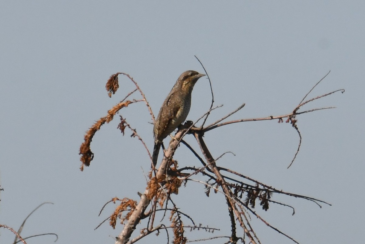 Вертишейка - ML645776196