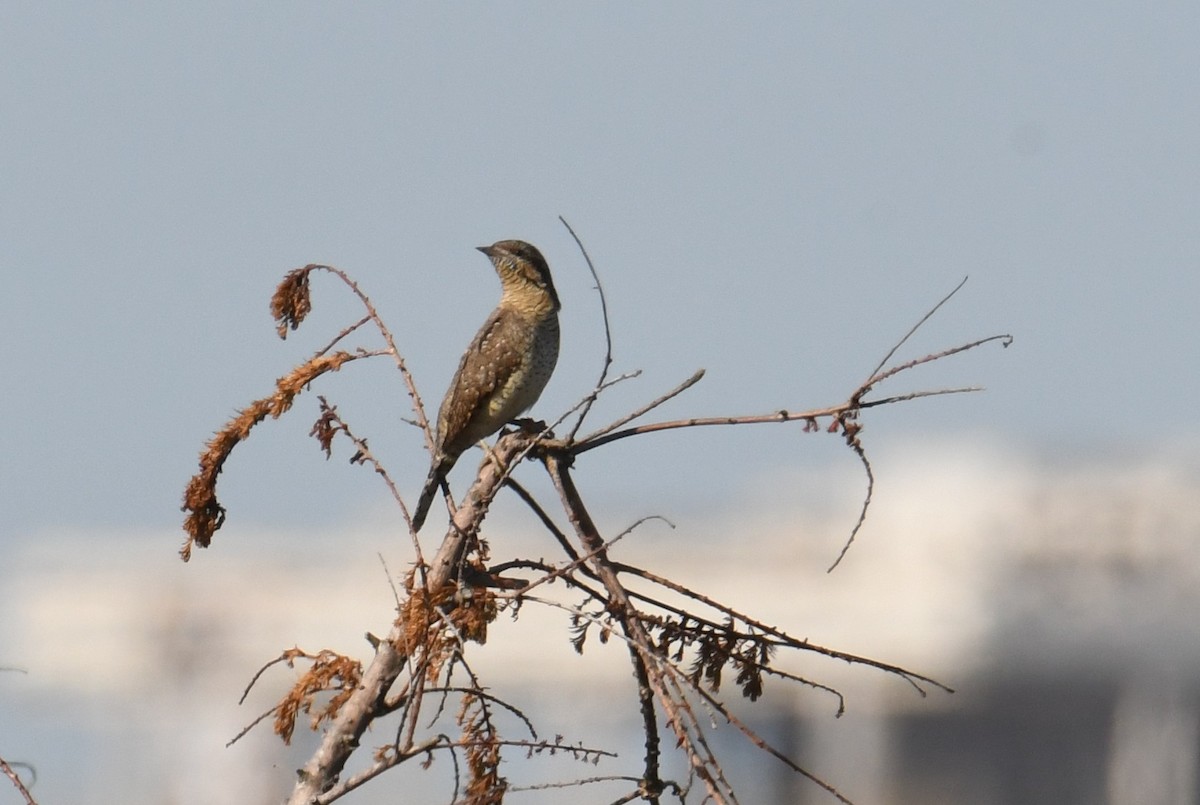 Вертишейка - ML645776197