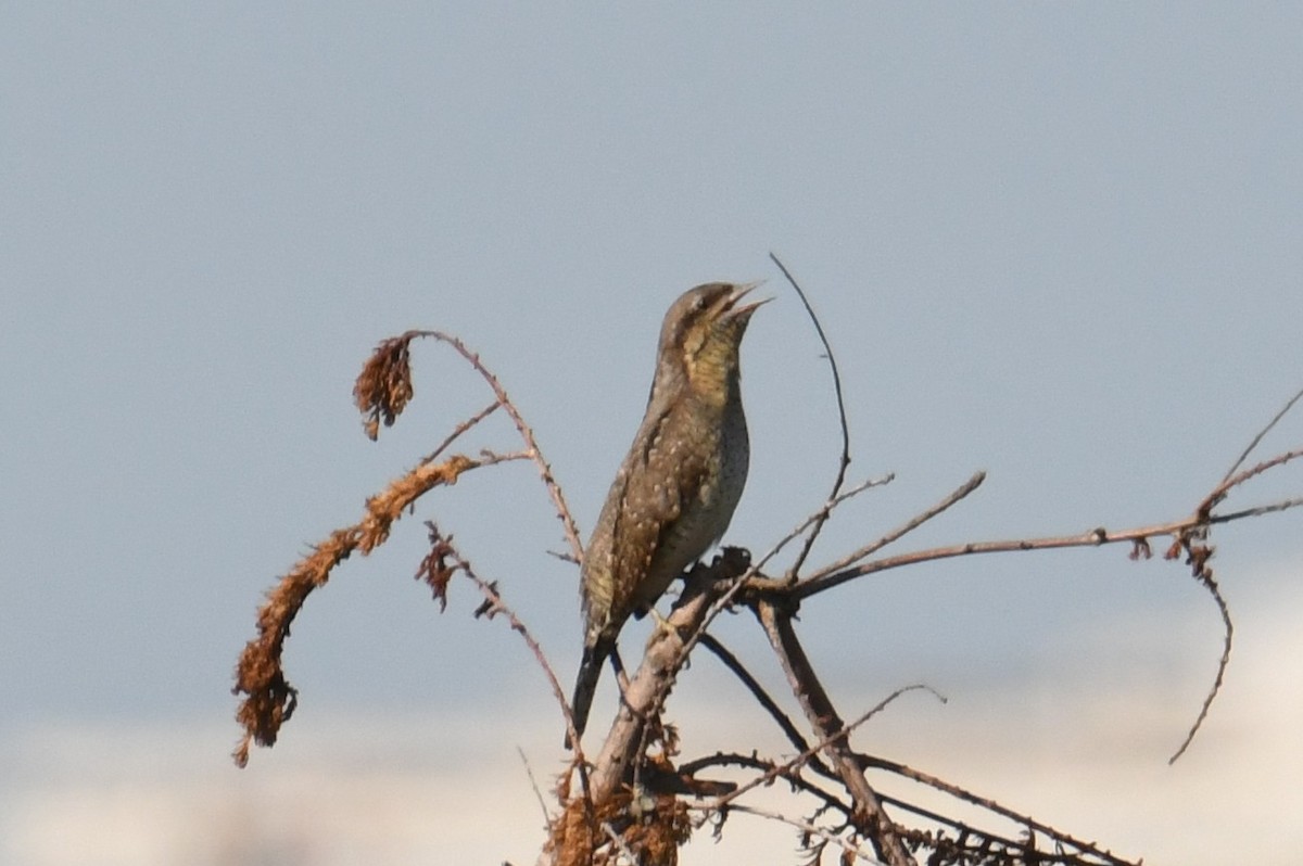 Вертишейка - ML645776198