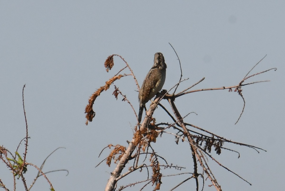 Вертишейка - ML645776199