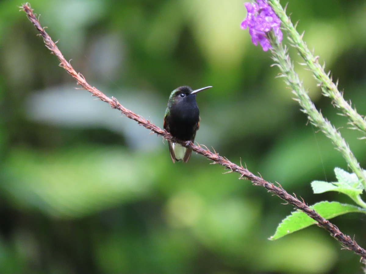 Чернобрюхая эферуса - ML645776200