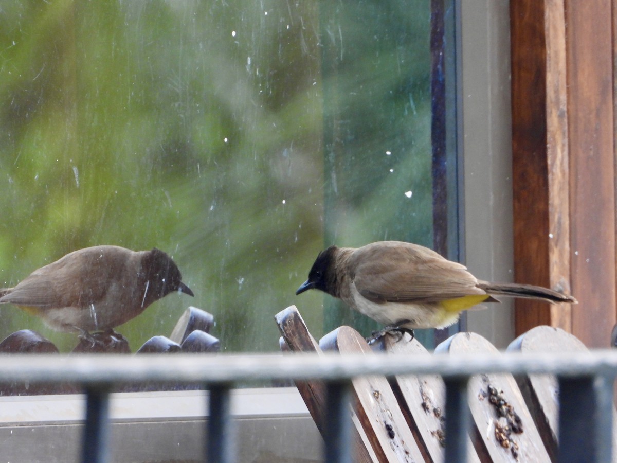 Темнолицый бюльбюль - ML645776201