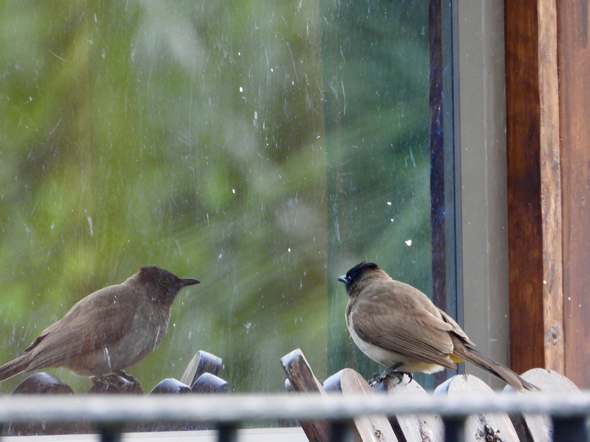 Темнолицый бюльбюль - ML645776202