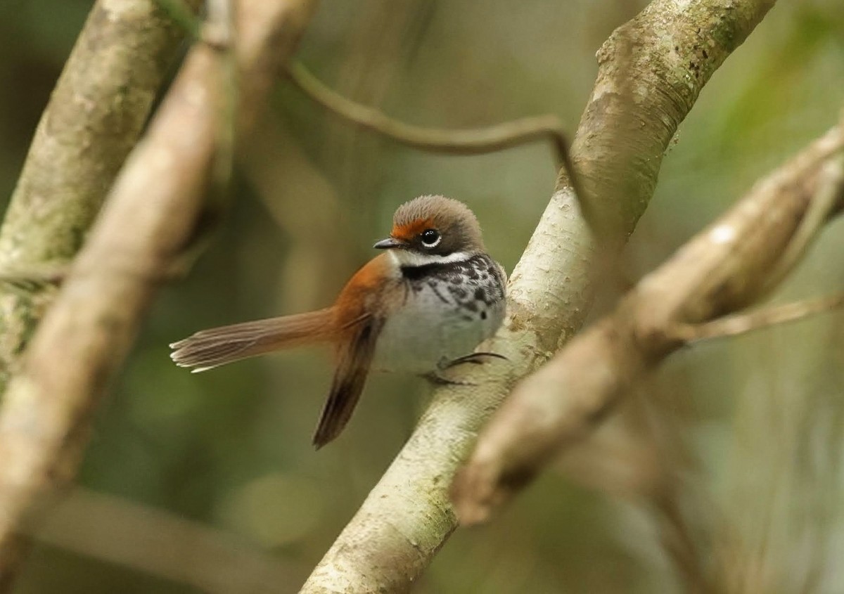 Australian Rufous Fantail - ML645776203