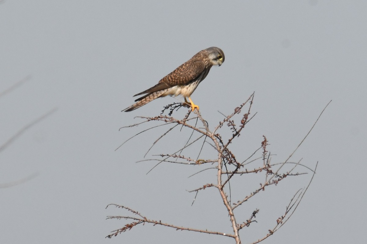 Пустельга (группа tinnunculus) - ML645776205