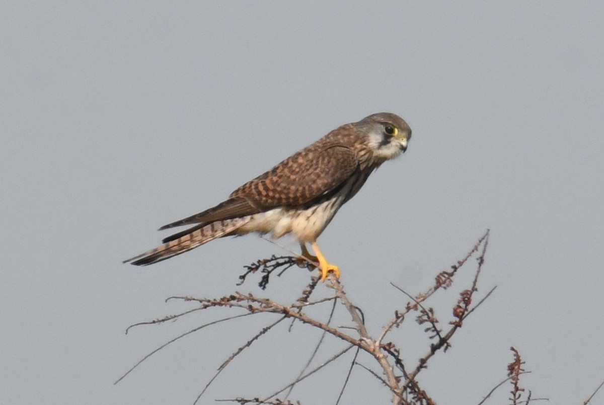 Пустельга (группа tinnunculus) - ML645776206