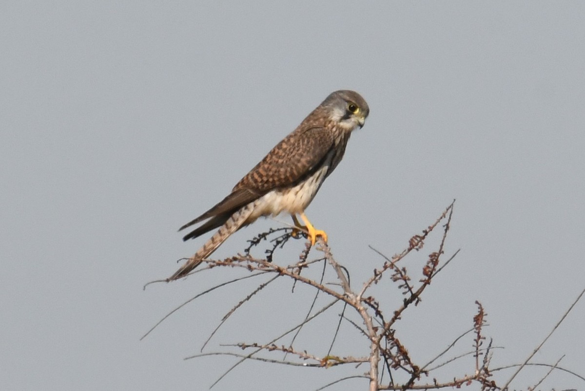 Пустельга (группа tinnunculus) - ML645776207