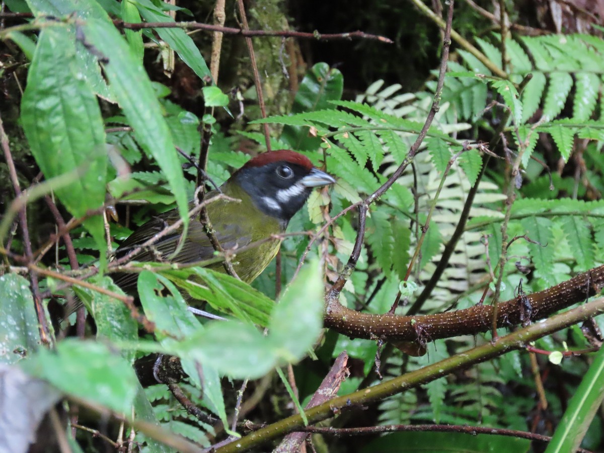 Темнолиций тохи - ML645776209