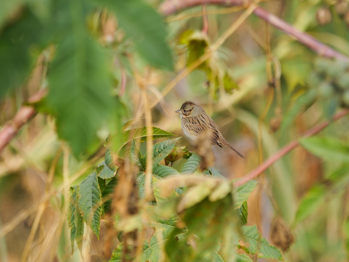Еловая овсянка - ML645776210