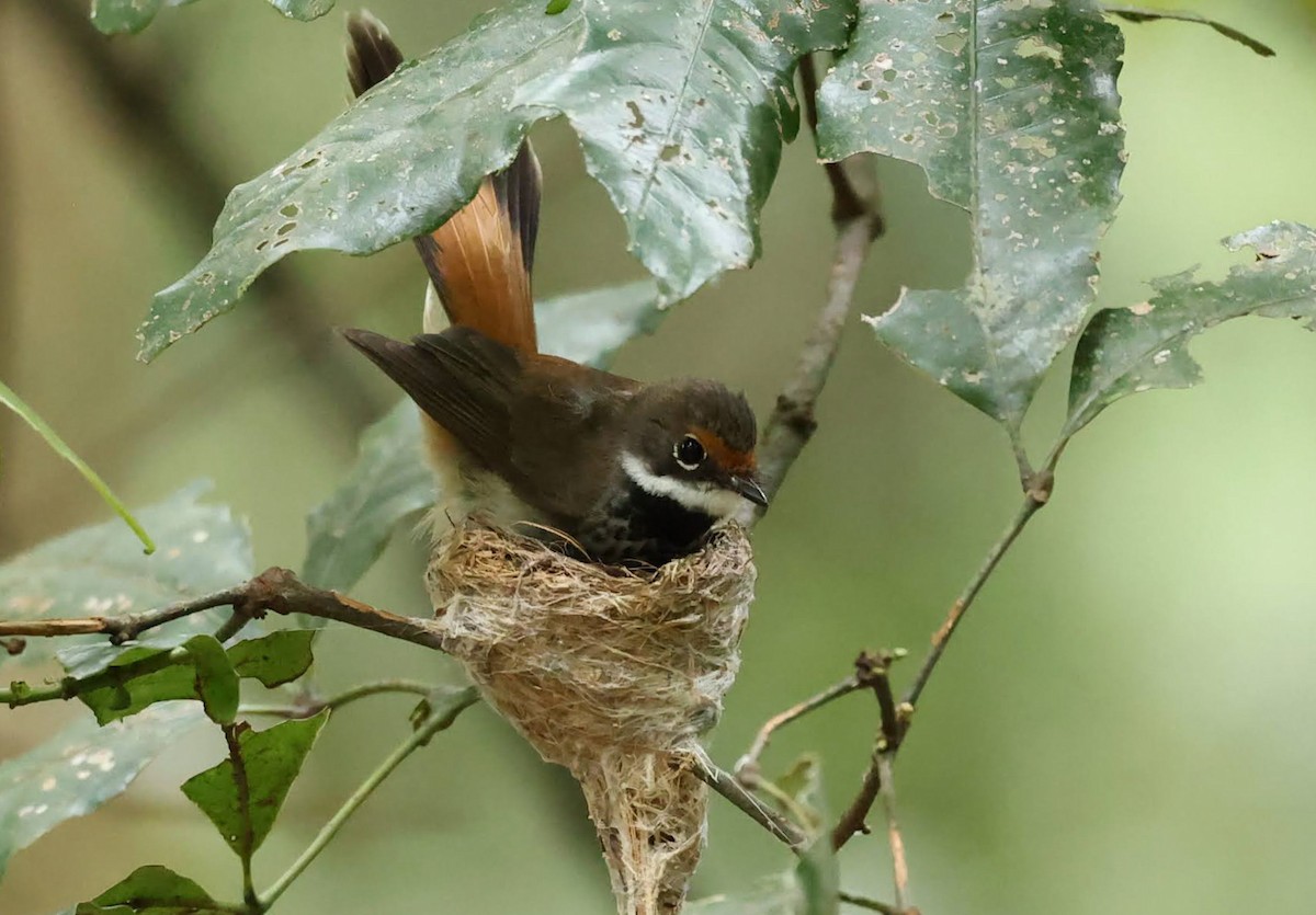Australian Rufous Fantail - ML645776211
