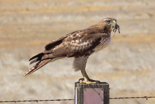 Краснохвостый канюк - ML645776212