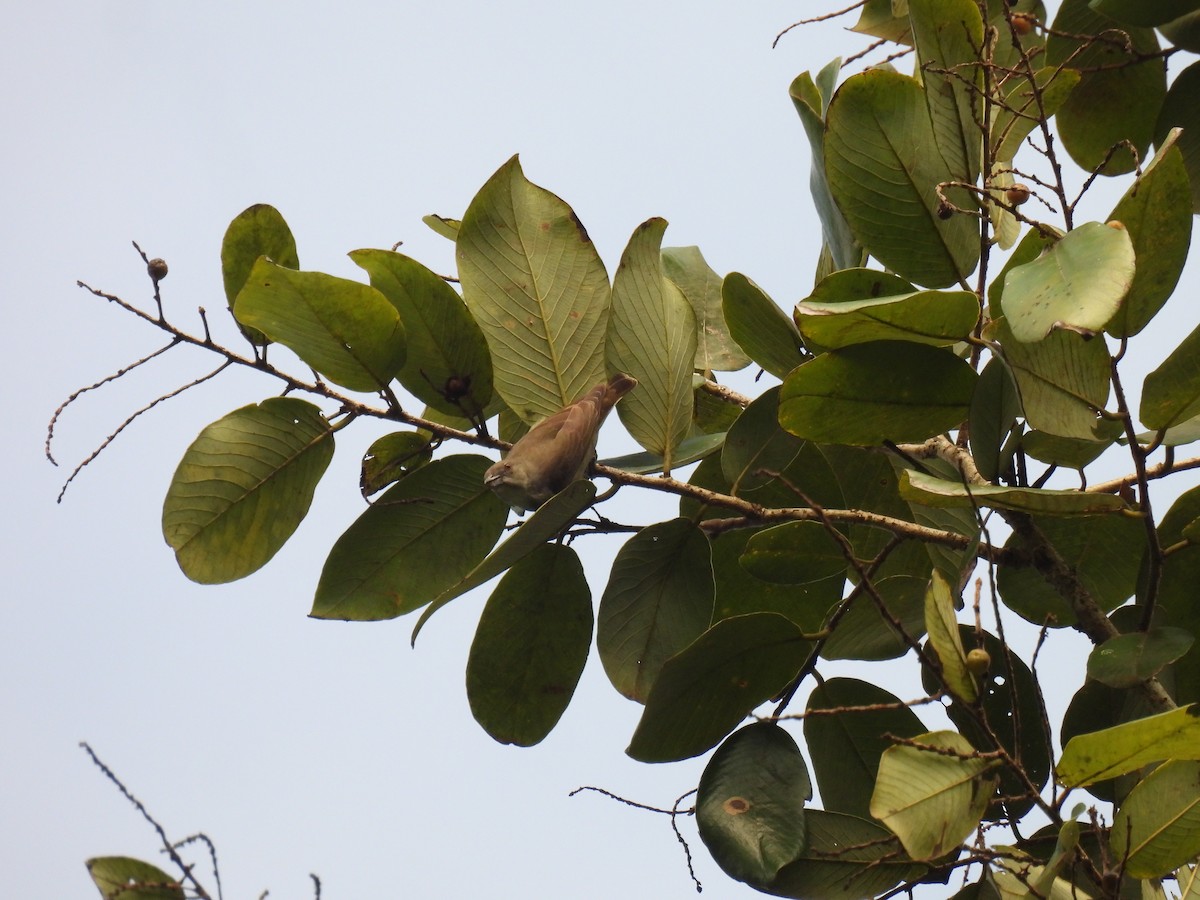 Толстоклювый цветоед - ML645776214